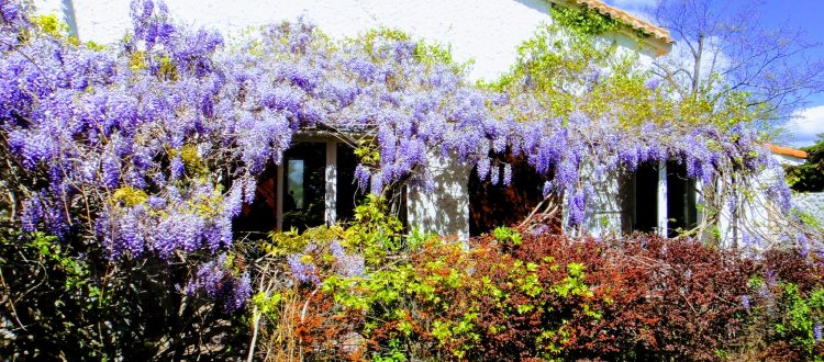 e gîte Glycine aux Coquilloux à Montpellier idéal 6 personnes